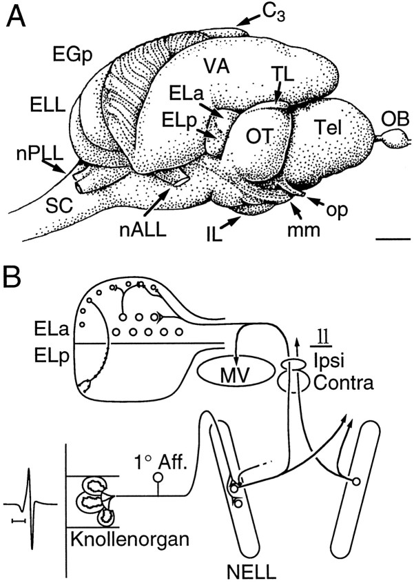 Fig. 1.