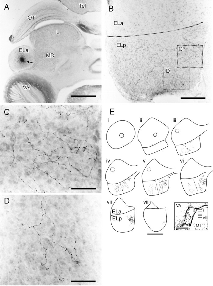 Fig. 12.