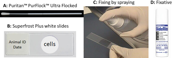 The featured processes are A: Puritan Purflock Ultraflocked. B. Superfrost white slide, a glass slide with a special surface for cell attachment. C. Spray fixative on the slide. D. The fixative is SlideRite.