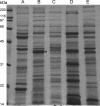 FIG. 1.