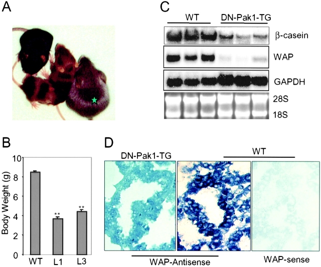 Figure 5.