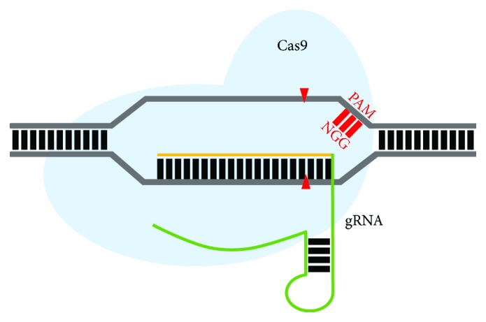 Figure 5