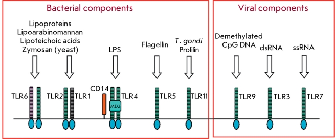 Fig. 2