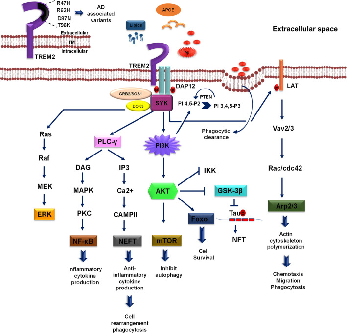 G-protein coupled receptor, PI3K and Rho signaling pathways regulate ...