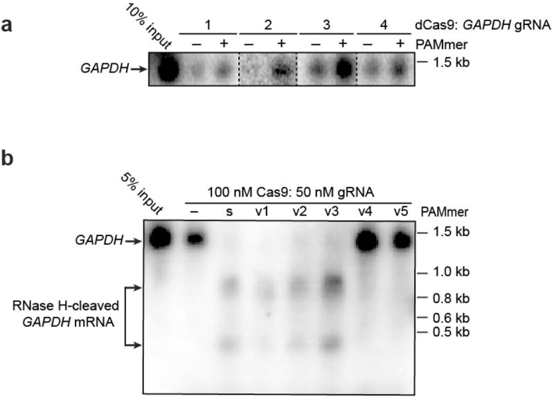 Extended Data Figure 7