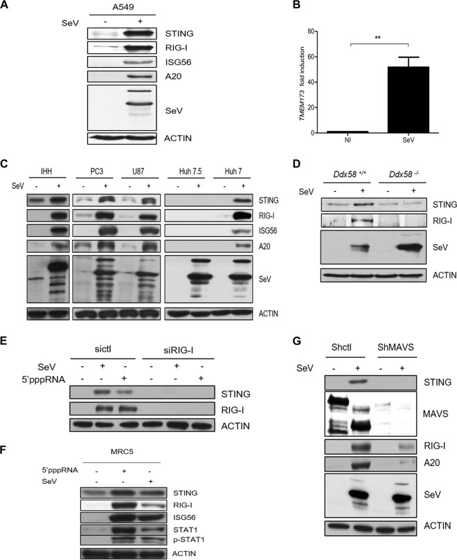 FIG 1