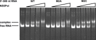 Figure 7—figure supplement 2.
