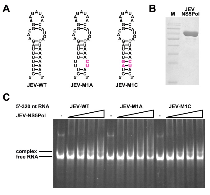 Figure 6—figure supplement 1.