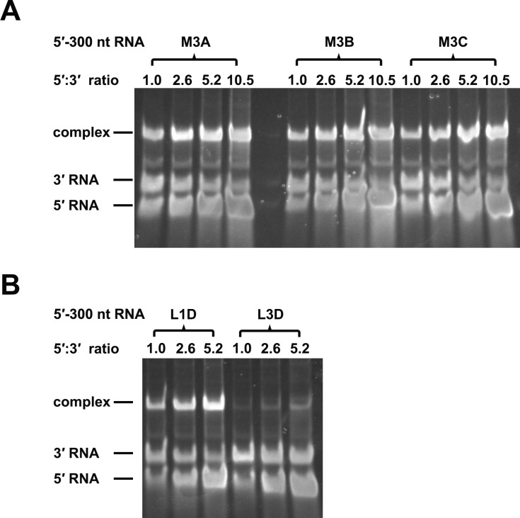 Figure 8—figure supplement 1.