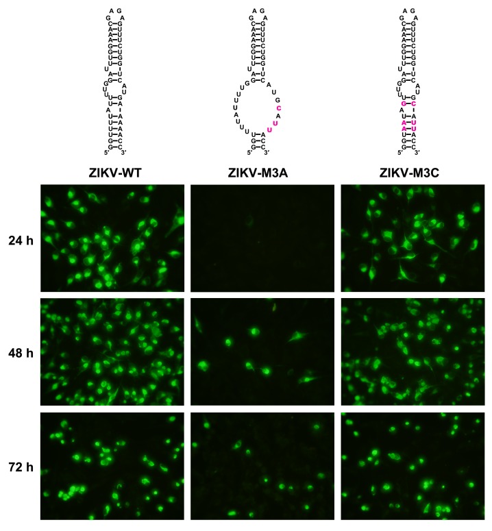 Figure 5—figure supplement 1.