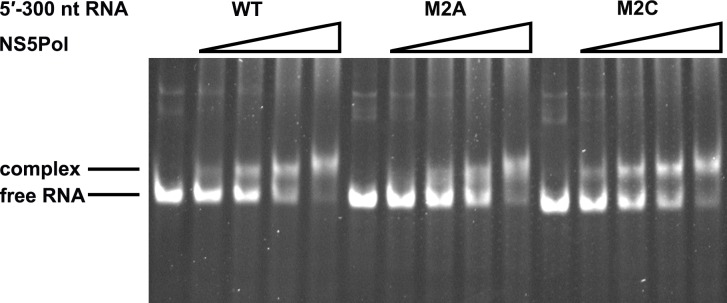 Figure 7—figure supplement 2.