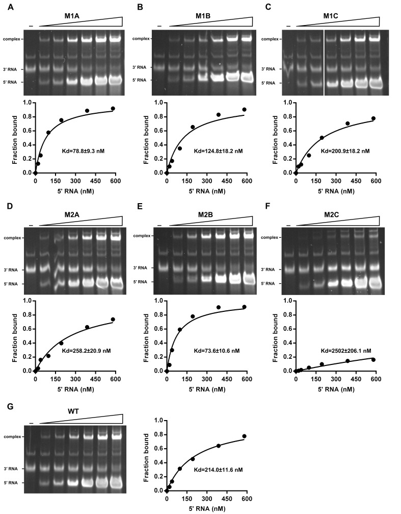 Figure 8—figure supplement 2.