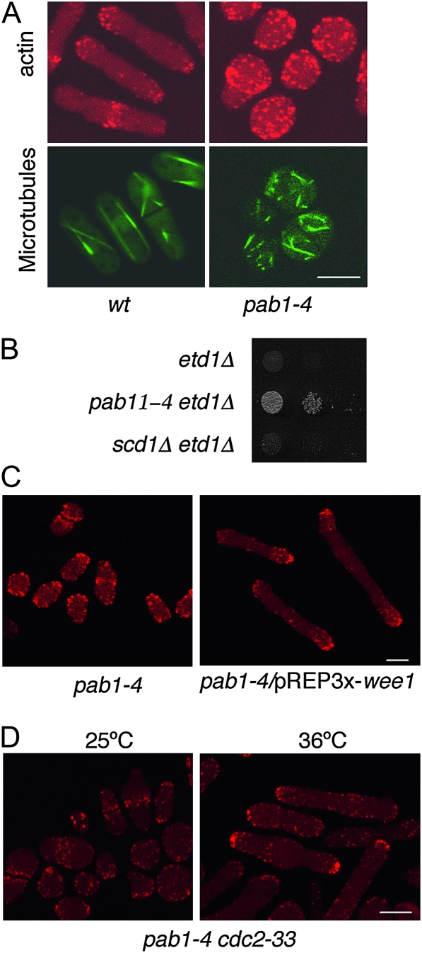 Figure 6.—