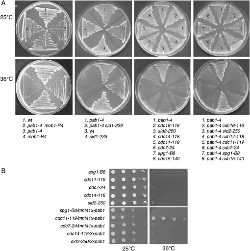 Figure 4.—