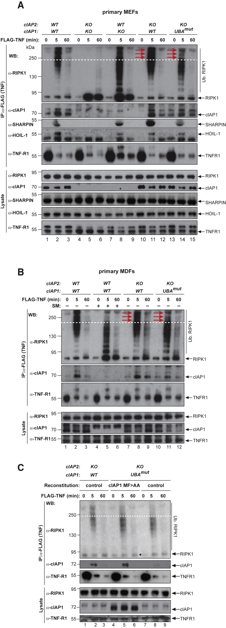 Figure 6