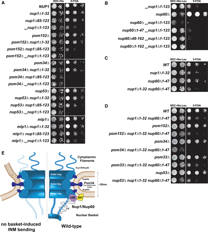 Figure 7