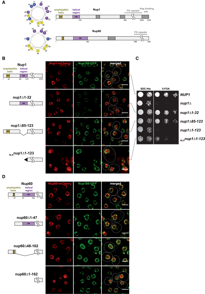 Figure 1