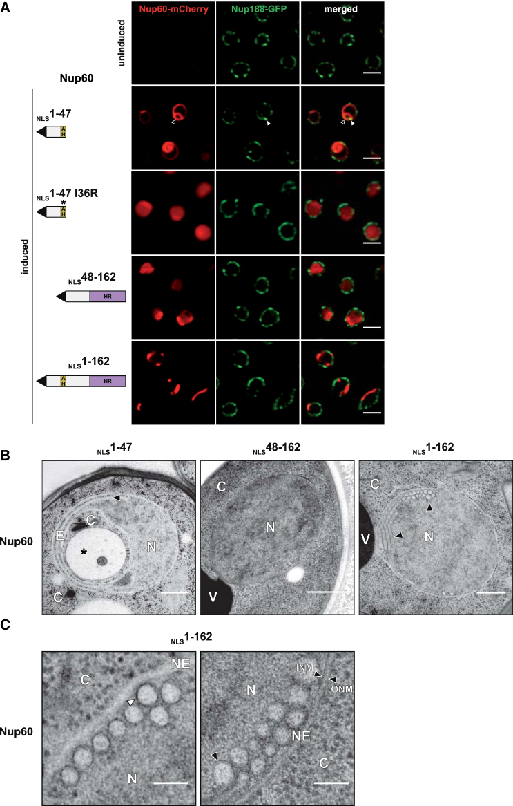 Figure 4