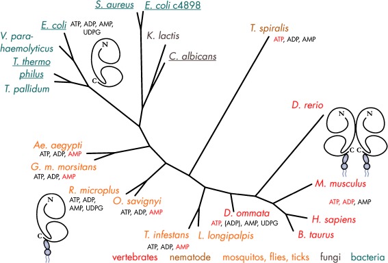 Fig. 7