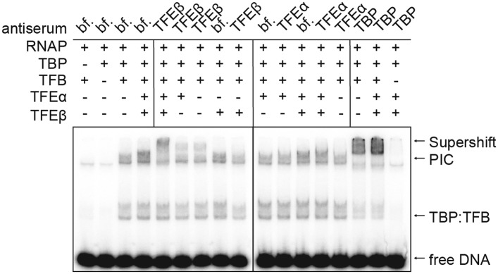 Figure 6—figure supplement 1.