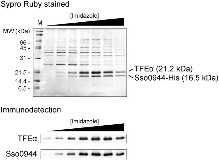 Figure 1—figure supplement 1.