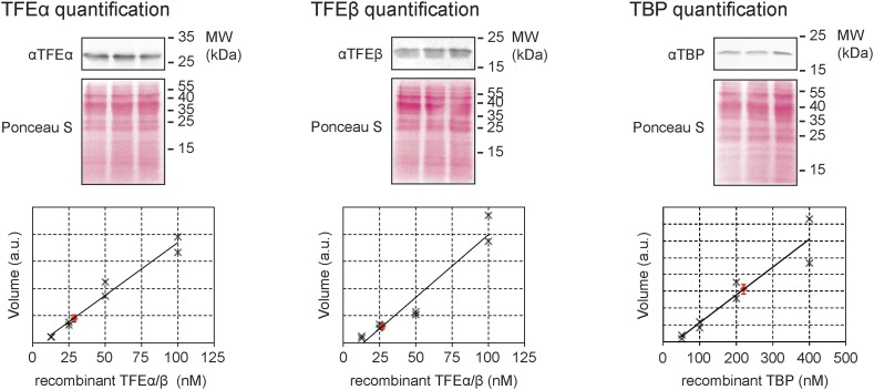 Figure 1—figure supplement 2.