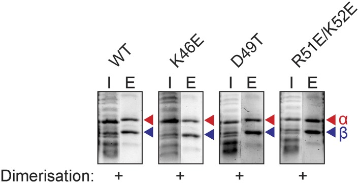 Figure 3—figure supplement 1.