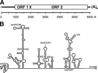 FIG. 1.