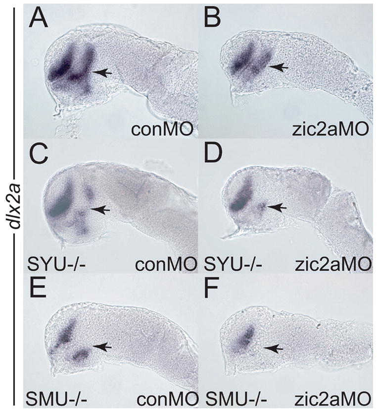 Fig. 5