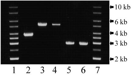 FIG. 5.