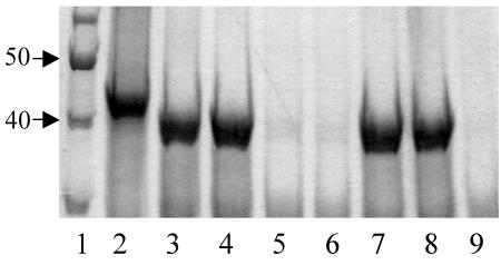 FIG. 8.