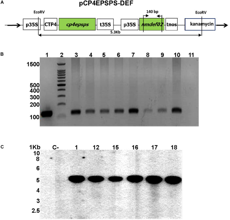 FIGURE 1