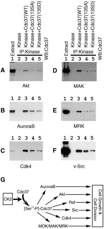 FIG. 8.