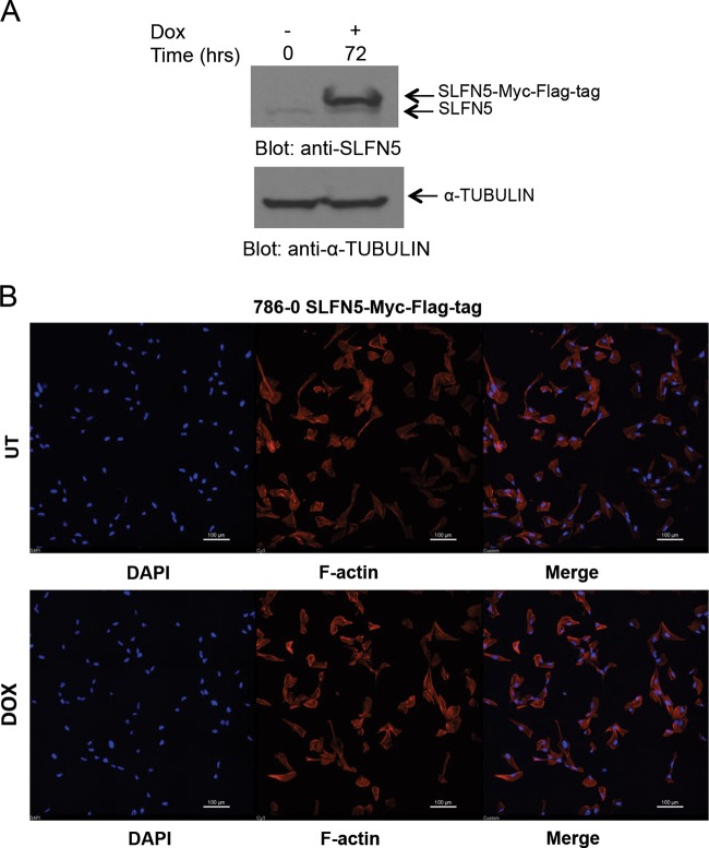 FIG 6