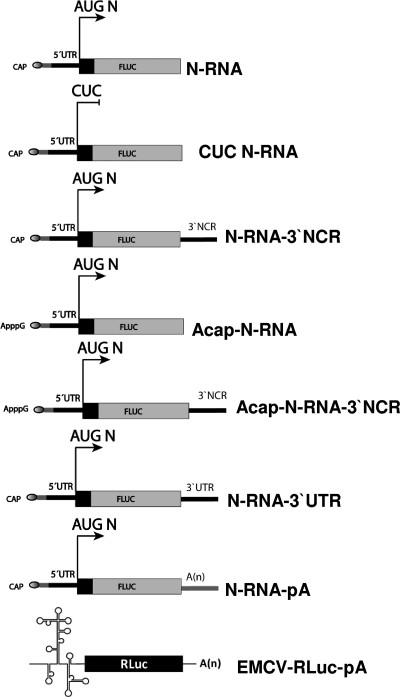 FIG. 1.