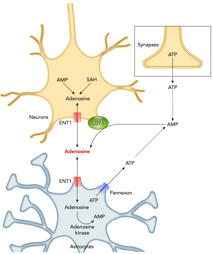 FIGURE 5.