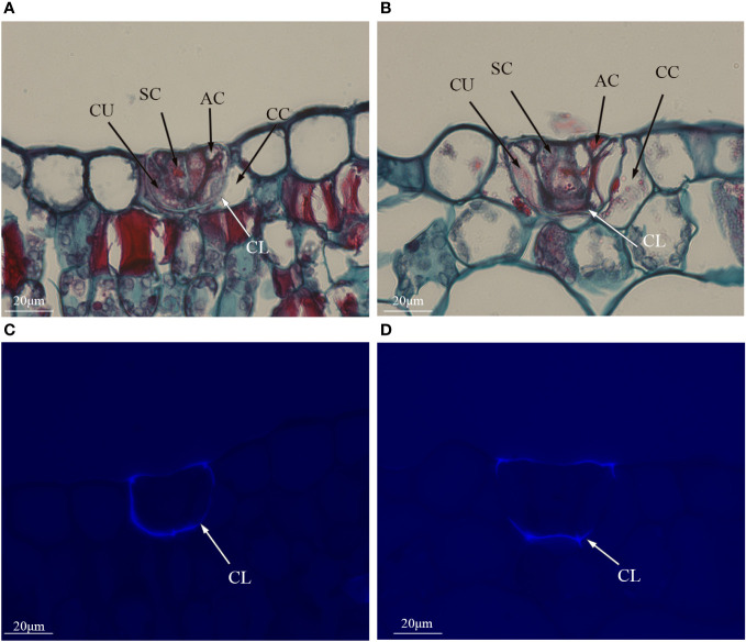 Figure 3