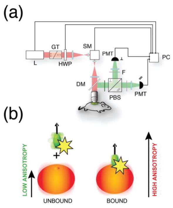 Fig. 3