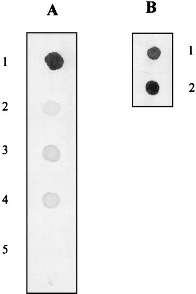 FIG. 6