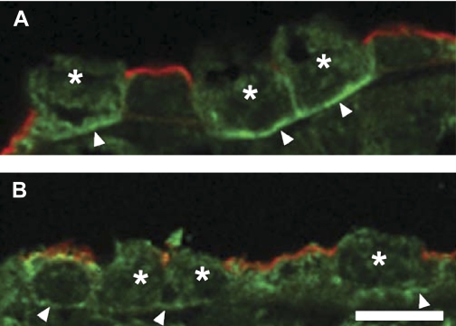 Fig. 6.