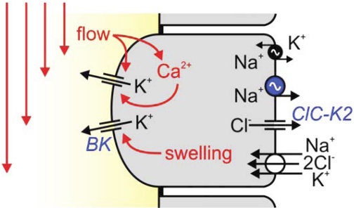 Fig. 7.