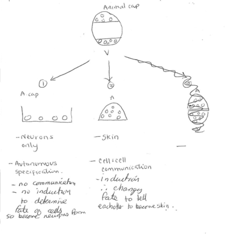 Figure 5a.