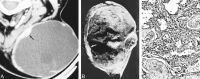 <sc>fig</sc> 2.