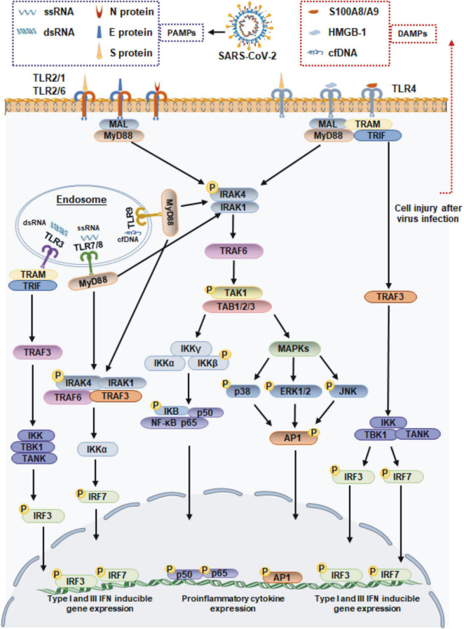 FIGURE 1