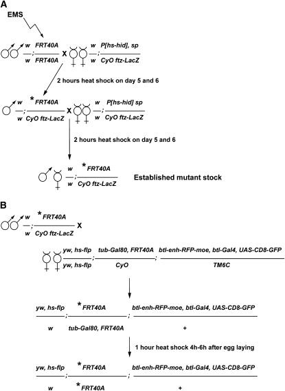 Figure 1.—