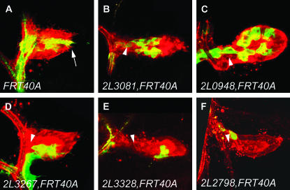 Figure 3.—