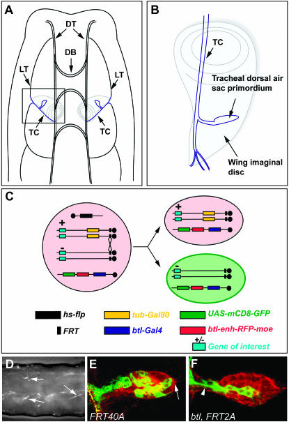 Figure 2.—