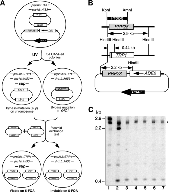 FIG. 1.