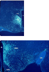 Fig.1