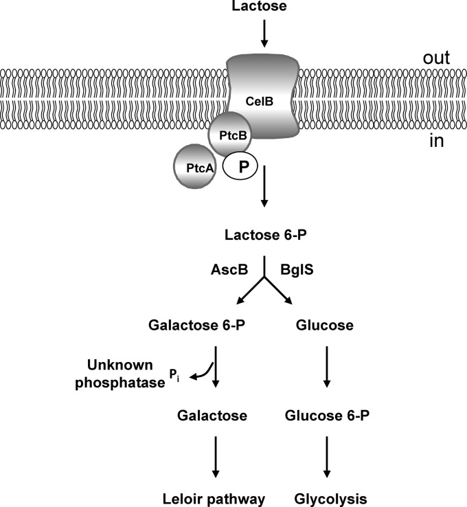 Fig 7